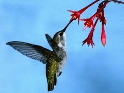 Colibrí